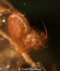 Hairy Shrimp with Eggs. (Cropped to be able to see the eg... by Todd Moseley 